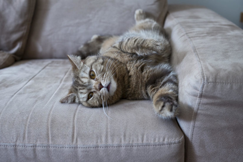 Pet-Friendly Sofas: What Are the Best Sofas for Dogs and Cats?